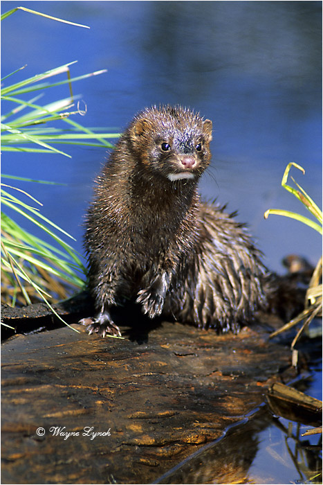 American Mink 101 by Dr. Wayne Lynch &copy;